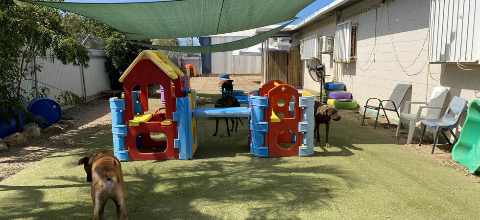 Doggy Day Care & Grooming – Townsville