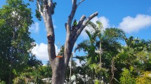 Chop ‘n’ Chip Tree Fellas – Townsville